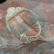 Transluscent Basseiarges Trilobite - Jorf, Morocco #40140-1